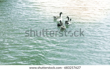 Ducks on a ponds