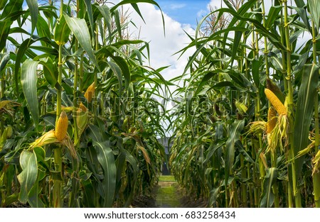corn field in sunset Royalty-Free Stock Photo #683258434