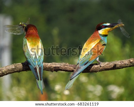European bee-eater (Merops apiaster) Two birds with prey                           