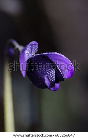 A violet flower closeup