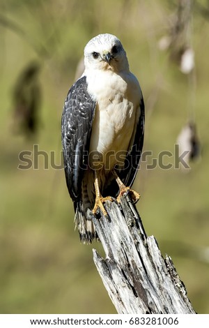White-necked Hawk photographed in Cariacica, Espí­rito Santo - Southeast of Brazil. Atlantic Forest Biome. Picture made in 2012.