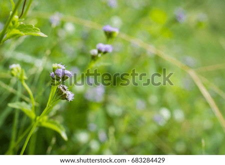 Grass flower in garden,selective focus.