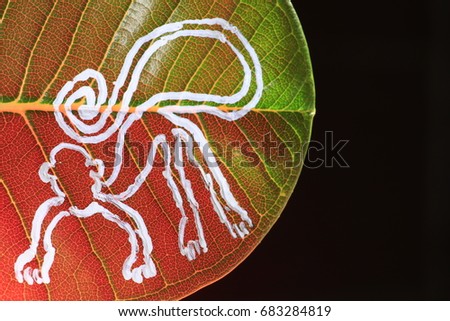 the monkey painting on green leaf on red light on black background