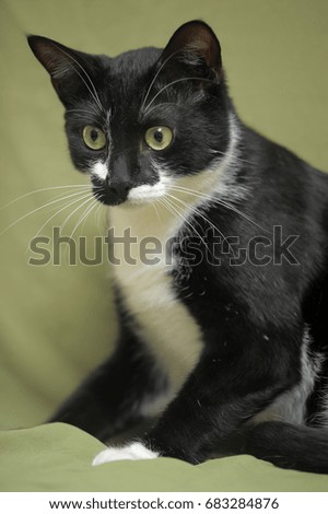 Black with white cat on a green background