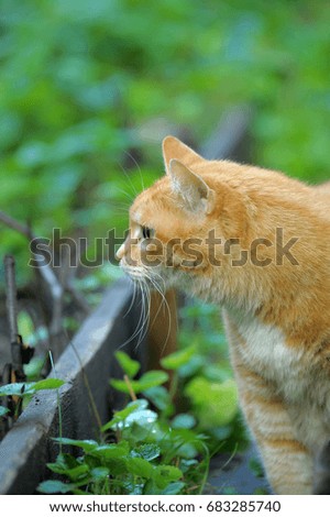 Cat in the Green Grass in Summer. Beautiful Red Cat