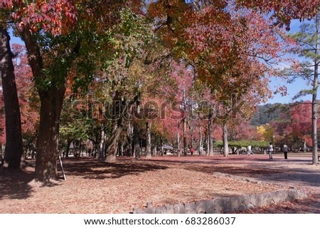 Trees in the park in Autumn 