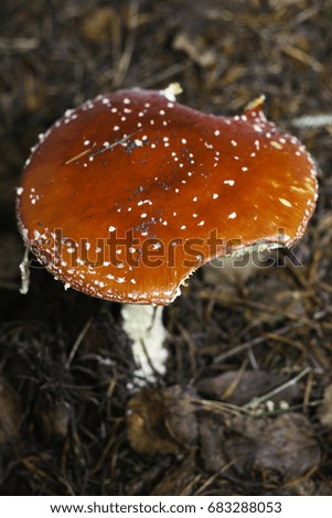Toadstool in The Forest