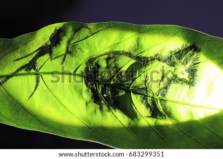 the herdsman and big cow painting on green leaf on black background