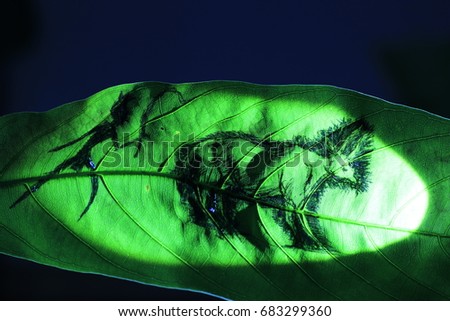 the herdsman and big cow painting on green leaf on black background