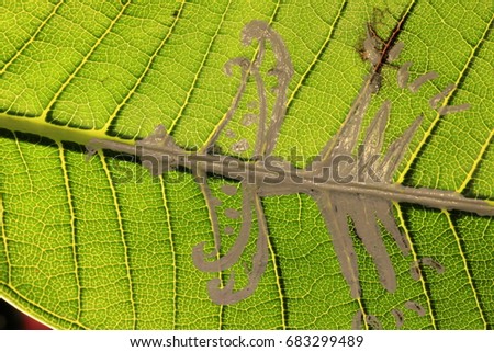 the white bird painting on green leaf 