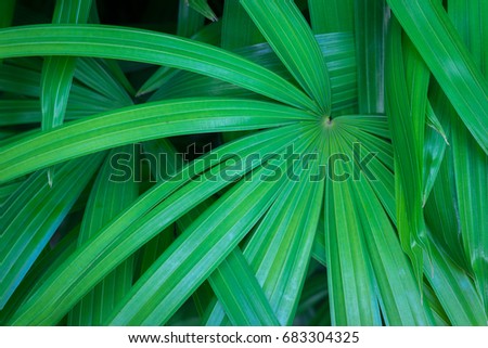 Fresh green Lady Palm leaves. Green leaf background.
