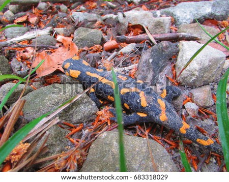 fire salamander, Salamandra salamandra,