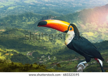 Toucan bird on the morning nature.