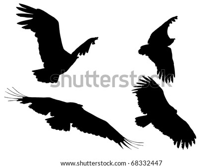 silhouette of four vultures on white background. sourced from photographs of the same bird in flight