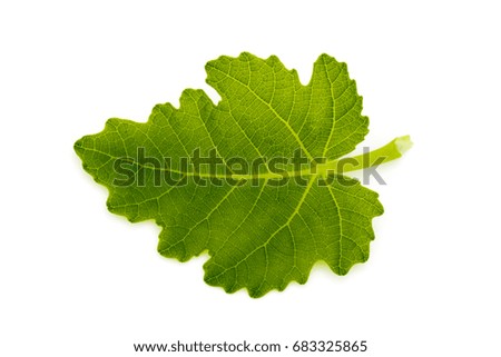 image of a green leaf on a white background.