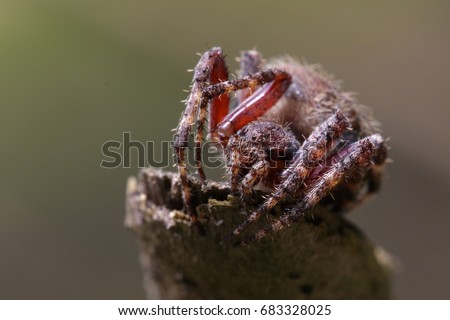 Image of Araneus hamiltoni spider(Hamilton's Orb Weaver) on dry branches. Insect Animal