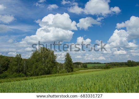 Wheat field. Typical Siberian nature