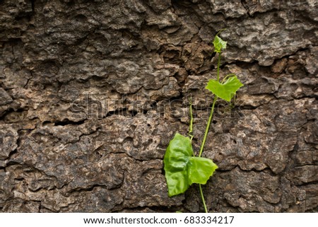 Ivy gourd(Scientific name coccinia grandis) on surface of the tree trunk