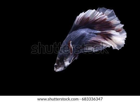 Siamese fighting fish isolated on black background with clipping path