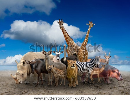group of africa animals standing on the ground