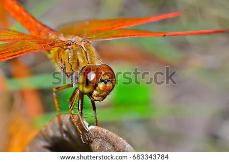 Macro shots, Beautiful nature scene dragonfly. Showing of eyes and wings detail. Dragon fly in the nature habitat using as a background or wallpaper. The concept for writing an article. 