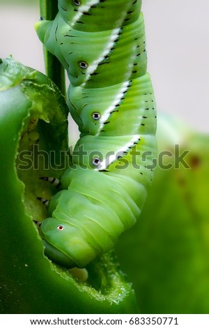 Tobacco Hornworm Caterpillar Eating a Jalapeno Pepper