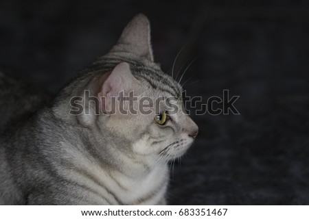 Image of a lovely cat. Pet Animal.
