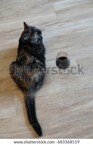 Cat on Floor with Wine 