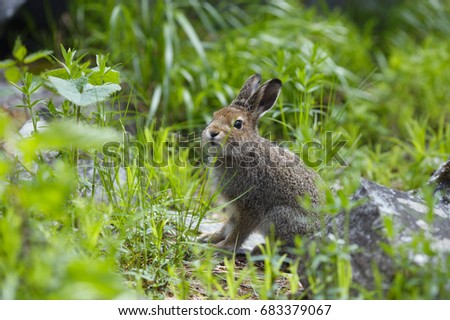 Hare on a background of green grass in the forest closeup.