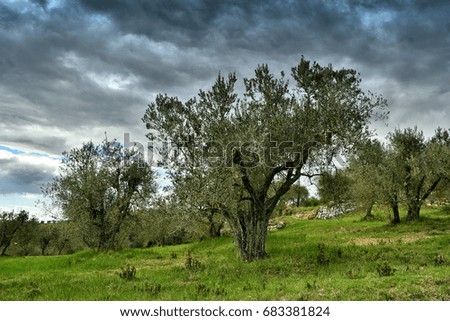 Typical tuscany rural scene. Beautiful olive trees near Castellina in Chianti - Siena, Italy.