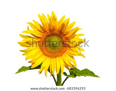 isolate sunflower on white background