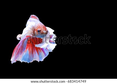Big ears siamese fighting fish isolated on black background,clipping path