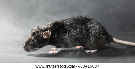 Animal gray rat close-up on a black background