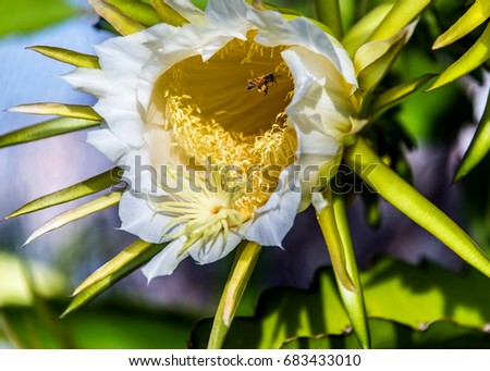 White cactus dragon fruit flower bee