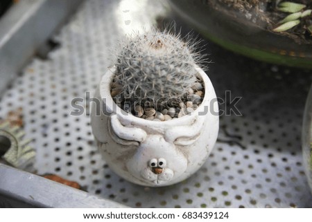 Cactus and house plant decoration create concept - Close up many of succulents cactus in lovely pot with day light and copy space