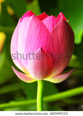 A white and pink lotus flower bud closeup inside Guyi Garden park in Nanxiang Town Jiading District Shanghai China.
