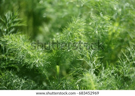 Dew on dill