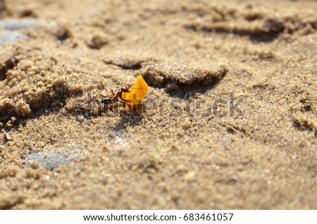 The ant carries corn on the sand