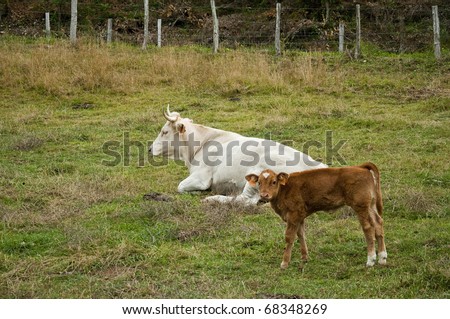 Cow and calf. Picture taken in a pasture of Navarra (Spain)