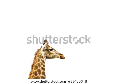 A picture of a giraffe isolated on a white background. 