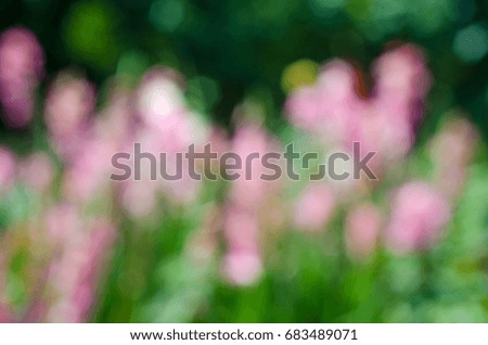 Blurred background flowers for advertising booklets and advertising