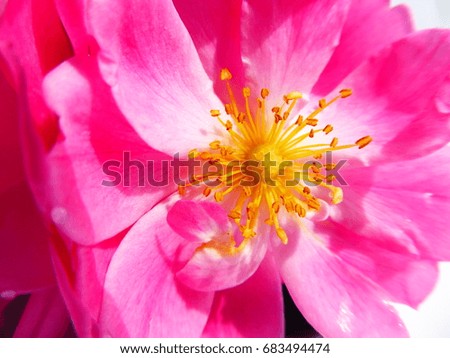 closeup of a wild pink rose with yellow pollen stems