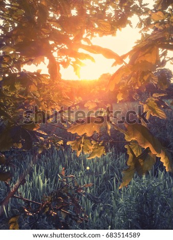 Sunset through English oak leaves.