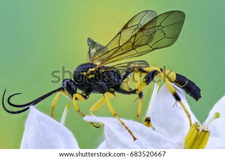 insect macro