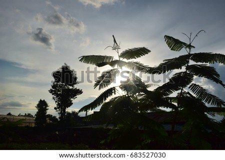 Silhouette of shrub with sun and cloud sky