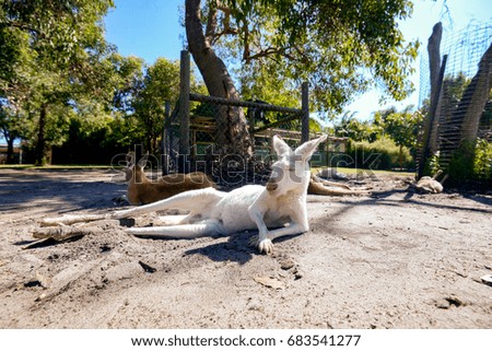 Kangaroo with natural background during daylight in Perth, Western Australia
