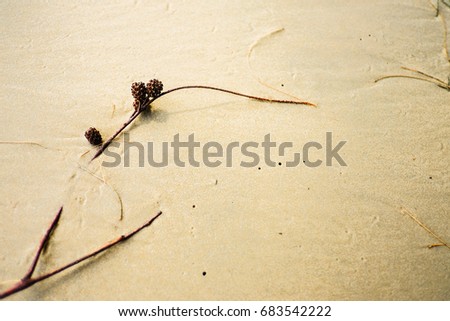 The she oak flowers and stalk on the sand beach, artistic design from natural creation.