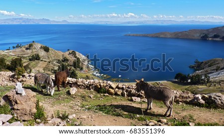 3 donkeys eating and resting at the top the terracing. Beautiful view of the royal blue Titicaca lake. The picture was taken at Isla del Sol, Bolivia.