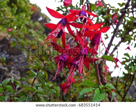 Red and purple Fuchsia Magellanica.
Hummingbird Fuchsia or Hardy Fuchsia is a species of flowering plant in the Evening Primrose family, native to Patagonia
The picture was taken in Ushuaia, Argentina