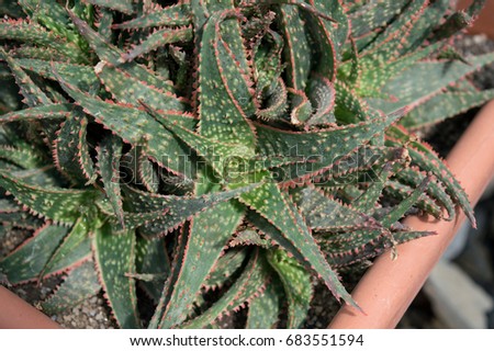 Close up of Christmas Carol Aloe, beautiful aloe cultivar with green leaves with red edges, succulent houseplant
